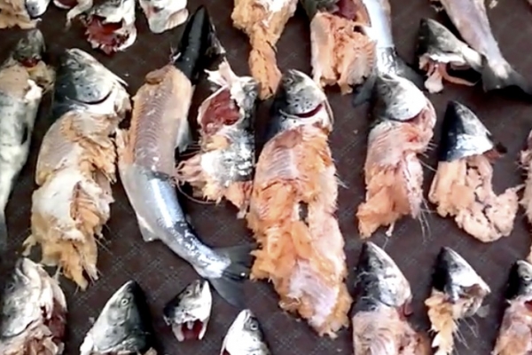 Foki niszczą połowy ryb. Urzędnicy apelują o raporty